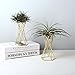 Air Plant Stand Air Plant Holder Tillandsia Holder Air Plant Display Stand Streptophylla Air Plant Stand, Pack of 2thumb 1