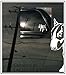 English Bull Terrier truck car vinyl decal Small