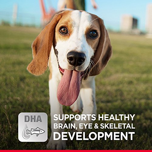 science diet healthy development small bites