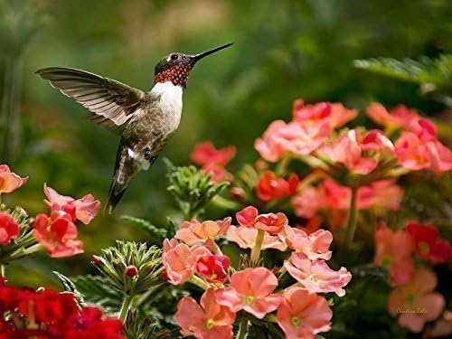 Male Ruby Throated Hummingbird With Flowers Garden Bird Picture, Fine Art Photography Print, Summer Nature Photo Wall Art