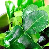 Fresh Kaffir Lime Leaves ( Thai Lime Leaves) 2 Oz.