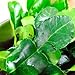Fresh Kaffir Lime Leaves (Thai Lime Leaves) 2 Oz. ใบมะกรูด