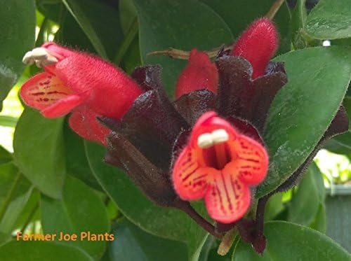 LIPSTICK PLANT - MONA LISA - FLOWERING PLANT - LIVE PLANT - 4" POTS - 1 PLANT