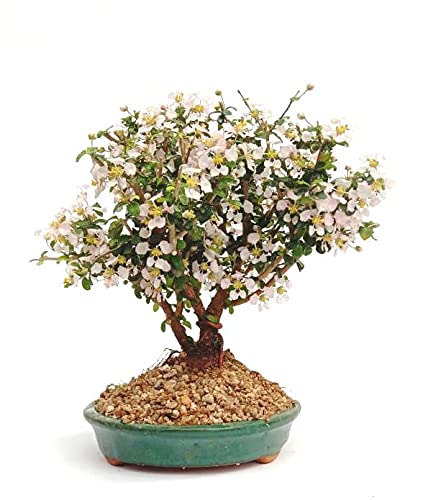 GREEN PARADISE  malpighia coccigera mame bonsai with ceramic bonsai pot