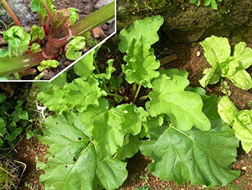 Victoria ruibarbo, Rheum semillas-9-Rhubarb: Amazon.es: Jardín