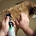 Silver Shield Dog & Bedding Spray | All Natural Colloidal Silver Dog Hygiene Spray