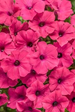Romence Gardens, Proven Winners Petunia hybrid 'Supertunia Vista Fuchsia Improved'