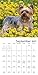 Yorkies Wall Calendar (2017)