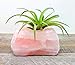 Rose Quartz Crystal Air Plant Holder/Relaxation Home Decor Healing Crystal + Includes Large Tillandsia Plant