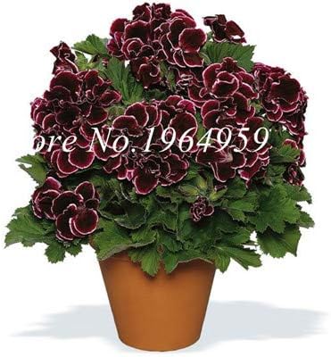 Amazon Co Jp 盆栽30個希少ゼラニウム盆栽鉢植えバルコニー鉢植えシーズンペラルゴニウム鉢植え花 室内盆栽混色 5 ホーム キッチン