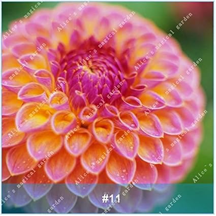Amazon 2本の中国のダリアの花盆栽の球根はダリアの種ではない成長しやすい美しい高い発芽率の植物の鉢植えの種子11 花 Amazon 2本の中国のダリアの花盆栽の球根はダリアの種ではない成長しやすい美しい高い発芽率の植物の鉢植えの種子11 花