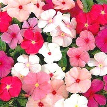 Raunak Seeds Omaxe Vinca Rosea Sparkle Mixed Variety Seeds, Avg 30-50 Piece