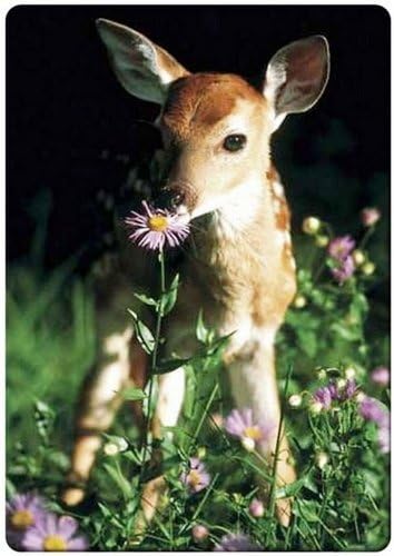 Young deer and flower fridge magnet
