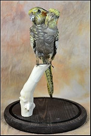 taxidermy cockatiel
