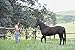 Rope Halters for Horses Training Soft - 11 Sizes - Miniature, Foal, Weanling, Small Pony, Cob/Arab, Horse, Warmblood, Draft