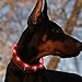 BSEEN Led Dog Collar USB Rechargeable Glowing Pet Safety Collars Water Resistant Light up Cut to resize to fit 11