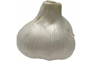 MOREL DISTRIBUTION COMPANY Elephant Garlic (AJO Elefante) Sorted Bulbs! Great for Fall Planting! Different Sizes! (3 LBS) (9 Bulbs)