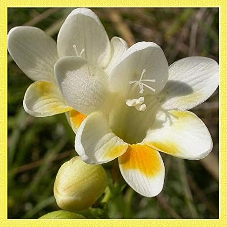 Amazon フリージア アヤメスイセン 菖蒲水仙 ショウブスイセン球根 フリージア球根 屋内鉢植え 6 球根 花