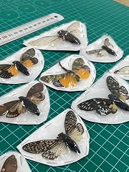 10 Real Assorted Cicadas Beetles Insect Taxidermy