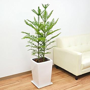 Amazon 観葉植物 アローカリア シマナンヨウスギ スクエア陶器鉢植え 8号 観葉植物 オンライン通販