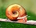 Aquatic Discounts 70+ Feeder/Cleaner Ramshorn Snails, 1/6-1/3 inch - Excellent Tank Cleaners + Great Natural Food for Your Puffers, Loaches, Crayfish, Turtle!!!