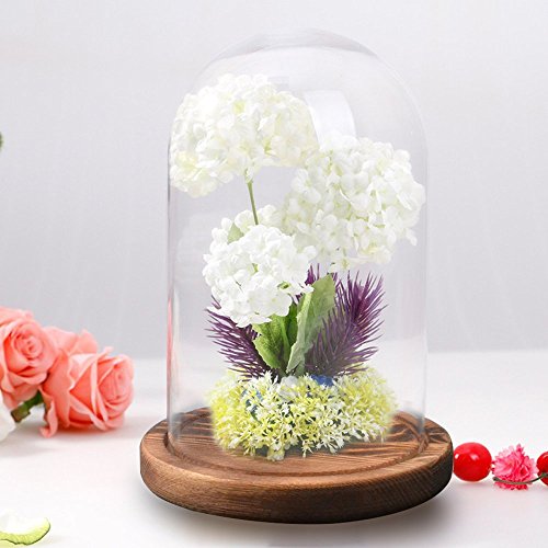 Reelva Decorative Clear Glass Cloche Bell Jar Display Case (D11cmH20cm)