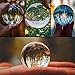 Neewer® 60mm/2.36inch Clear Crystal Ball Globe for Feng Shui/Divination or Wedding/Home/Office Decoration
