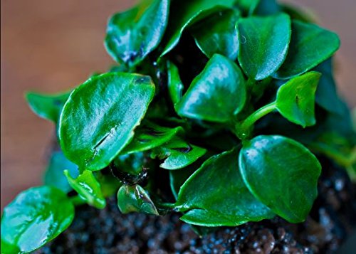 Greenpro (Anubias Nana Petite Lava Stone) Anubias, Java Fern, Moss and More! Freshwater Live Aquarium Plants on Driftwood for Aquatic Tropical Fish Tank Decorations - Easy to Drop - Thumbnail 4