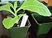 Set of 36 Plastic Nursery Plant Pots,”Seed Shaker” Card and 10 Plant Labels. Color: Green, Seedling Containers by Coconut Oasis: Stage 2thumb 1