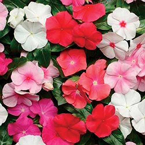 Antier Vinca Mixed Flower Seeds Avg 30 50 Seeds X 1 Packet Amazon In Garden Outdoors