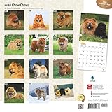 Image de Chow Chows 2016 Square 12x12 (Multilingual Edition)