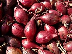Seeds Red Shallot Onion Heirloom Vegetable for