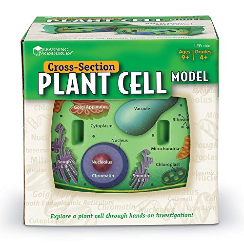 Learning Resources Cross-Section Plant Cell Model, Plant Anatomy, Science Classroom Accessories, 2 F - //medicalbooks.filipinodoctors.org