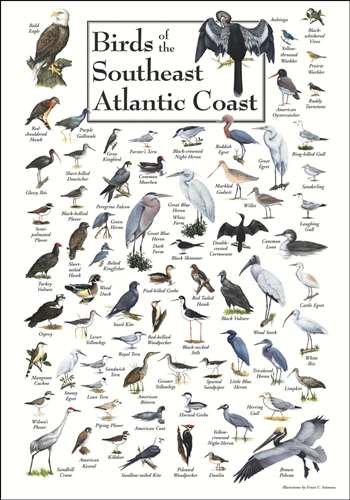 Birds of the Southeast Atlantic Coast Poster