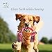 Dog Rope Toys for Large and Medium Dogs Cotton Rope Knot, Rope Ball and Rope Bone Dog Toy Set Best Dog Dental Chews 3-Pack - Colors Vary