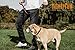 Mighty Paw Martingale Dog Collar - No Pull Design - Stainless Steel Chain - Limited Chain Cinch Training - Brown Leather Martingale Training Collar - Small Size