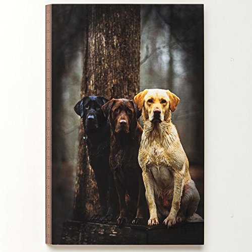 Big sky carvers op lab trio wall art