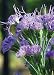 Deer Tongue Plant (Carphephorus odoratissimus), 500 Certified Pure Live Seed, True Native Seed