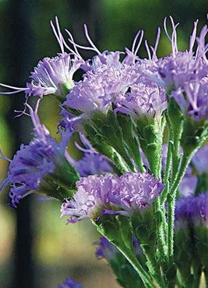 Deer Tongue Plant (Carphephorus odoratissimus), 500 Certified Pure Live Seed, True Native Seed Deer Tongue Plant (Carphephorus odoratissimus), 500 Certified Pure Live Seed, True Native Seed
