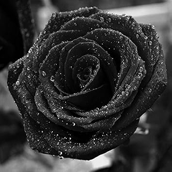 Amazoncom Se5 Flowers Bonsai 20 Pcs Rose Seeds Rare Purple