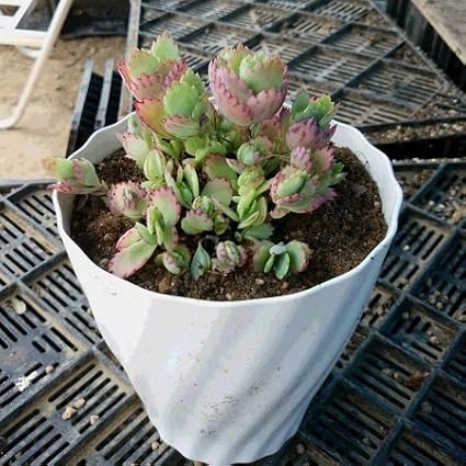 Amazon マザーリーフ 子宝弁慶草 ハカラメ 5号鉢 葉っぱに子供がた くさん 縁起がええの 子も孫も一杯の大家族 花 Amazon マザーリーフ 子宝弁慶草 ハカラメ 5号鉢 葉っぱに子供がた くさん 縁起がええの 子も孫も一杯の大家族 花