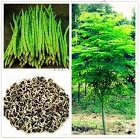 Amazon Com 25 Organic Seeds Of The Tree Of Life The Moringa