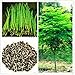 25 Organic Seeds of The Tree of Life - The Moringa Tree - Superfood, Easy to Grow, Fast Growing Tree with Edible Leaves, Stems, Seeds - Marde Ross & Company