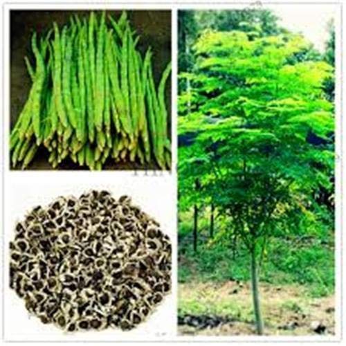 25 Organic Seeds of The Tree of Life The Moringa Tree Superfood