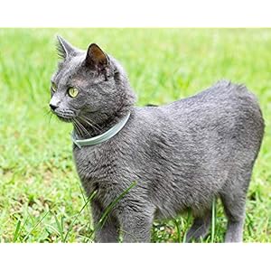 Collare Antipulci per Gatti Impermeabile, Gatto Antipulci Collare Pulci e Zecche Collare, 8 Mesi di Efficacia Protezione…
