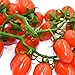 Hagao Fake Cherry Tomatoes Artificial Fruit Plastic Lifelike Simulation House Kitchen Decoration (15 Grain)