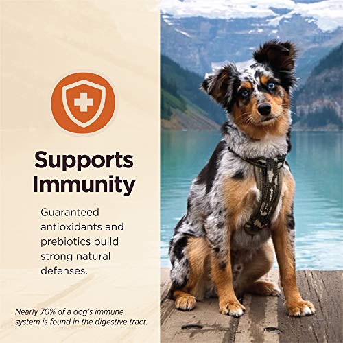 Wellness CORE Digestive Health Dry Dog Food with Wholesome Grains