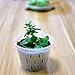 YIKUSH Orchid Pots with Holes Clear Orchid Pot Plastic Plant Pot Flower Pots Outdoor and Indoor Use 5.5 inch 5 Pack