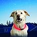 Nite Howl LED Safety Necklace, Reusable Visibility Necklace for Pets, Red, Model Number: NHO-10-R3