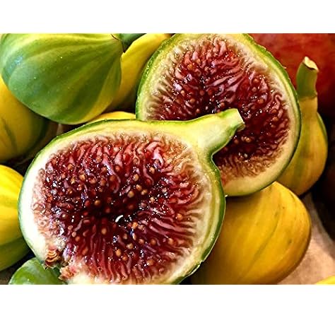 View Chicago Hardy Fig Taste Gif